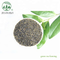 Organic china vietnam green tea 1kg price flecha quality green tea